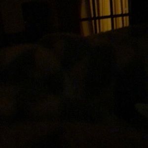 Meet your Posher, Roxane